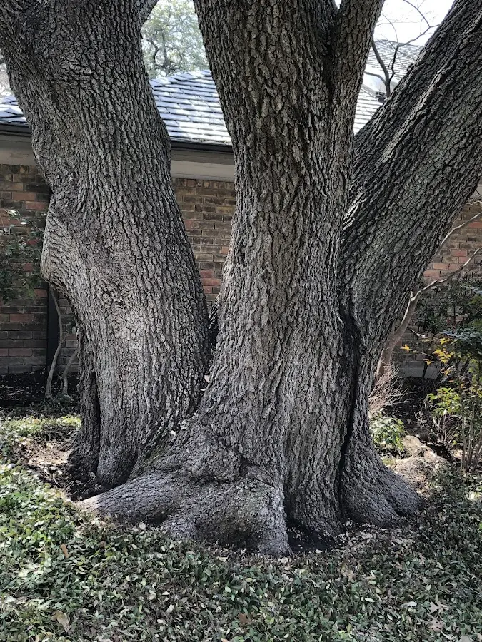 Mature heritage tree close to a Callender property cared for by certified arborists